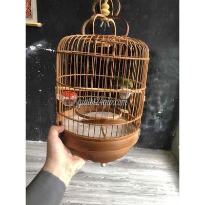 chim quận gò vấp - hồ chí minh | bộ khuyên bán hoặc ...