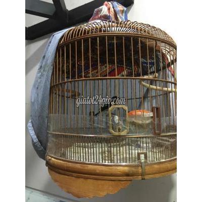 Chim Thành Phố Thủ Đức - Hồ Chí Minh Thanh Lý Chim Và Lồng Chim Thành Phố Thủ Đức - Hồ Chí Minh Thanh Lý Chim Và Lồng