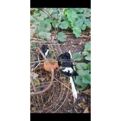 chim quận 1 - hồ chí minh | than lên ...