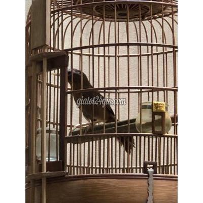 chim quận tân phú - hồ chí minh | mi thay lông mùa ...