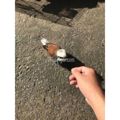 chim quận gò vấp - hồ chí minh | chim bồ chao ...