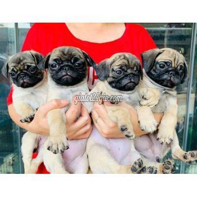 chó thành phố bà rịa - vũng tàu | bán chó cục vàng ...