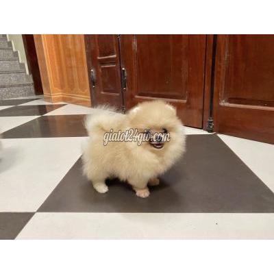Chó Huyện Lục Ngạn - Bắc Giang 2 Bé Gái Phốc Sóc Mini 2.5th Tìm Chủ Yêu Thương Chó Huyện Lục Ngạn - Bắc Giang 2 Bé Gái Phốc Sóc Mini 2.5th Tìm Chủ Yêu Thương