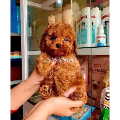 chó thành phố bến tre - bến tre | chó poodle nhỏ ...
