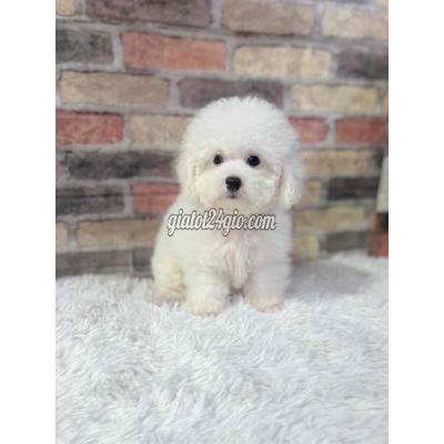 chó thành phố thuận an - bình dương | poodle cái ngừa ...