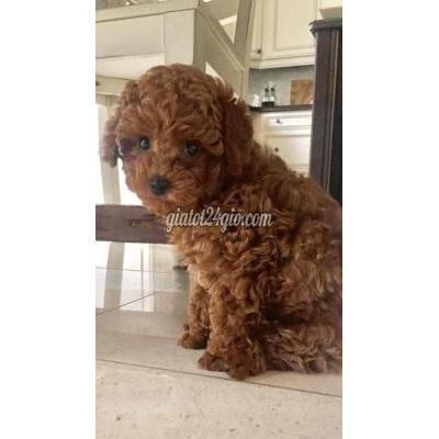 chó thành phố thủ dầu một - bình dương | tại vì mình đang bận đi làm nên hông có tgian ...