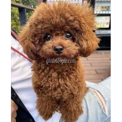 chó thành phố thủ dầu một - bình dương | bé poodle ...