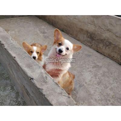 Chó Thành Phố Thủ Dầu Một - Bình Dương Corgi Cái A3 Chó Thành Phố Thủ Dầu Một - Bình Dương Corgi Cái A3