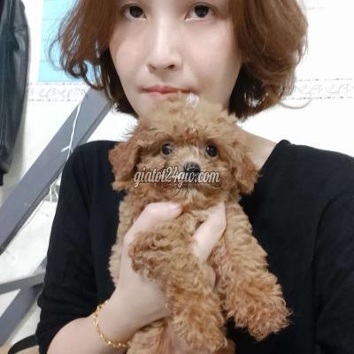 chó thị xã bến cát - bình dương | bé đực cần tim sen yeu ...