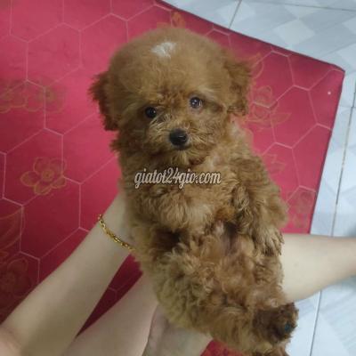 chó thị xã bến cát - bình dương | bé gần 3 ...