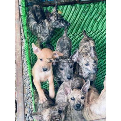 Chó Quận Liên Chiểu - Đà Nẵng Bầy Vện Bạch Hổ Sáng Màu Thích Hợp Làm Giống Chó Quận Liên Chiểu - Đà Nẵng Bầy Vện Bạch Hổ Sáng Màu Thích Hợp Làm Giống
