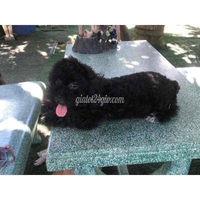 Chó Quận Liên Chiểu - Đà Nẵng Chó Poodle Cái Chó Quận Liên Chiểu - Đà Nẵng Chó Poodle Cái
