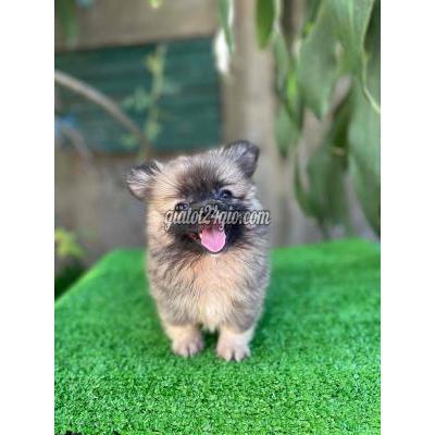 Chó Thành Phố Buôn Ma Thuột - Đắk Lắk Tìm Nhà Mới Cho Mấy Em Pom Chó Thành Phố Buôn Ma Thuột - Đắk Lắk Tìm Nhà Mới Cho Mấy Em Pom