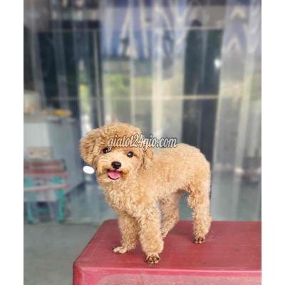 Chó Thành Phố Biên Hòa - Đồng Nai Poodle Cái 7 Tháng Biết Đi Xe Chó Thành Phố Biên Hòa - Đồng Nai Poodle Cái 7 Tháng Biết Đi Xe