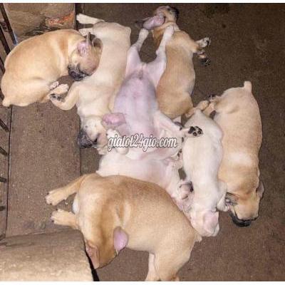 chó huyện cẩm mỹ - đồng nai | cần tìm sen cho ...