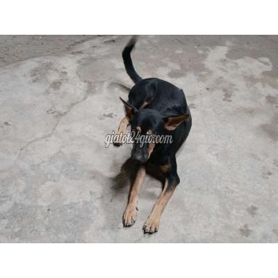 chó huyện vĩnh cửu - đồng nai | chó lai phú quốc đang có thai cần tìm chủ ...