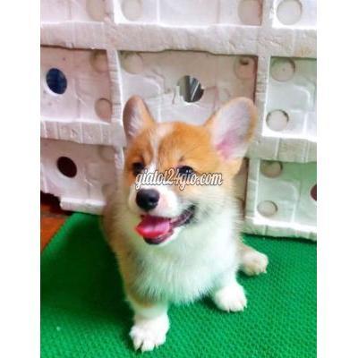 chó quận đống đa - hà nội chó corgi đực thuần chủng tìm nhà mới