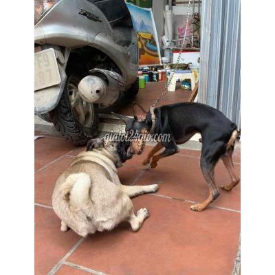 chó quận hà đông - hà nội phốc hươu đực hơn 1 tuổi màu đen khoẻ mạnh