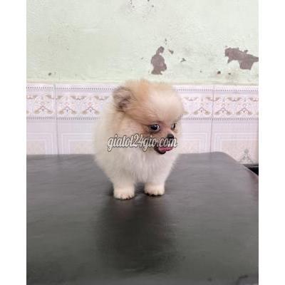 Chó Quận Hoàng Mai - Hà Nội Em Phốc Sóc Cái Xinh Kute Chó Quận Hoàng Mai - Hà Nội Em Phốc Sóc Cái Xinh Kute