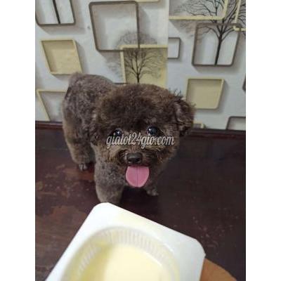 chó quận hai bà trưng - hà nội | poodle tiny teacup màu xám nâu đang ...