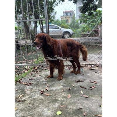 chó quận tây hồ - hà nội | setter đực đỏ ...