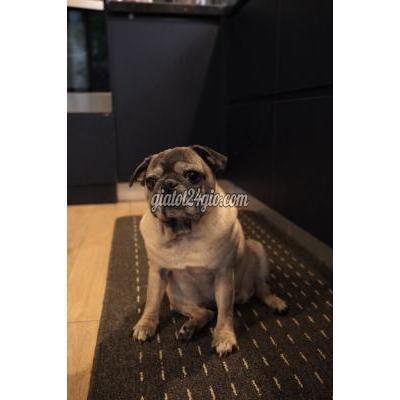 chó quận hoàng mai - hà nội | tìm chó pug >10 tuổi mặt ...