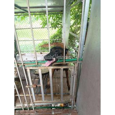 chó quận bắc từ liêm - hà nội | chó béc bỉ thanh lý .có giấy tờ.3 ...