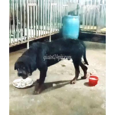 chó huyện thường tín - hà nội | ko có thời gian chăm sóc cần ...