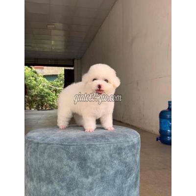 chó huyện hoài đức - hà nội | poodle trắng tinh k ố ...
