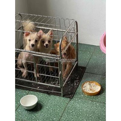 chó huyện đông anh - hà nội | giống phoc sóc nhà đẻ ,3 màu, vàg trắng, sữa. 8 ...