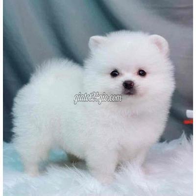 Chó Quận Bắc Từ Liêm - Hà Nội Phốc Sóc Lông Xù Chó Quận Bắc Từ Liêm - Hà Nội Phốc Sóc Lông Xù