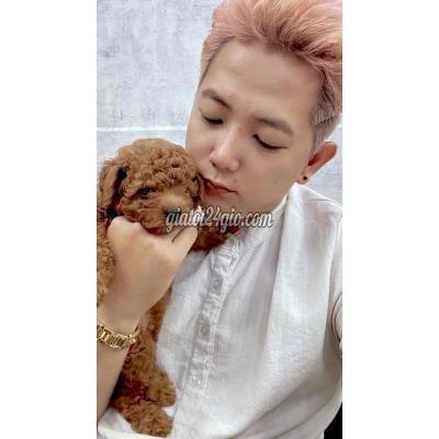 Chó Thành Phố Rạch Giá - Kiên Giang Poodle Giá Hạt Dẻ Chó Thành Phố Rạch Giá - Kiên Giang Poodle Giá Hạt Dẻ