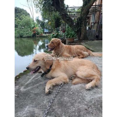 Chó Thành Phố Nam Định - Nam Định Tìm Nhà Mới Bé Gooden Giống Đực Chó Thành Phố Nam Định - Nam Định Tìm Nhà Mới Bé Gooden Giống Đực