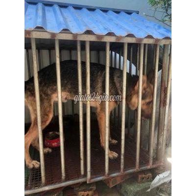 chó huyện nam trực - nam định | becgie giống ...