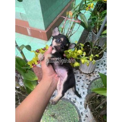 chó huyện châu thành - tiền giang | chihuahua black tan đực ...
