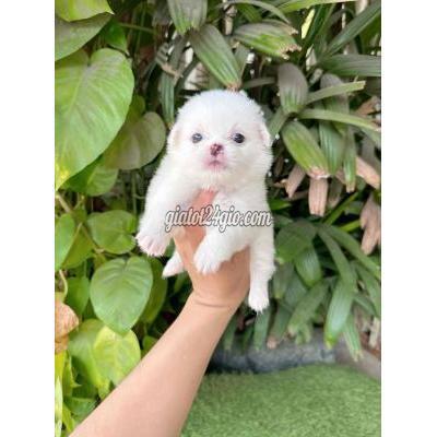 Chó Thành Phố Thủ Đức - Hồ Chí Minh Phóc Sóc Mini Xù Bông 400gr(đúng Hình,đúng Cún) Chó Thành Phố Thủ Đức - Hồ Chí Minh Phóc Sóc Mini Xù Bông 400gr(đúng Hình,đúng Cún)