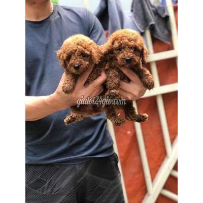 chó quận 12 - hồ chí minh | nâu đỏ thuần ...