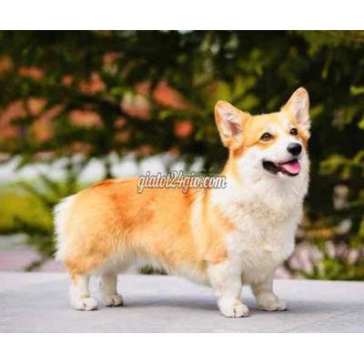 Chó Quận 12 - Hồ Chí Minh Chó Corgi Cái 12tháng Trắng Vàng Thuần Chủng 100% Chó Quận 12 - Hồ Chí Minh Chó Corgi Cái 12tháng Trắng Vàng Thuần Chủng 100%