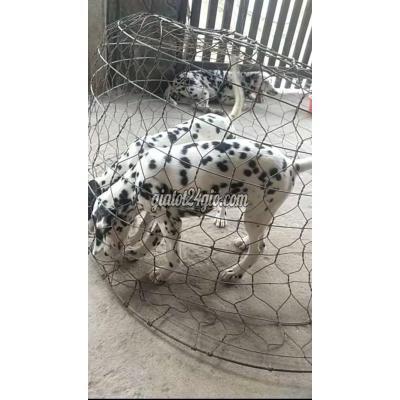 chó huyện củ chi - hồ chí minh | chó đốm cái 3 tháng 6,7,8kg ...