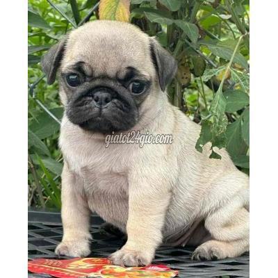 chó huyện bình chánh - hồ chí minh | chó pug mặt xệ bh thuần chủng tron ...