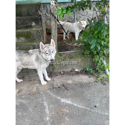 chó quận bình tân - hồ chí minh hai bé chó husky thuần chủng cần tìm chủ mới