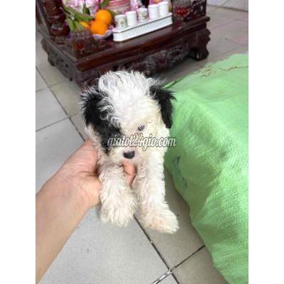 Chó Quận 5 - Hồ Chí Minh Poodle Tiny Bò Sữa Chó Quận 5 - Hồ Chí Minh Poodle Tiny Bò Sữa