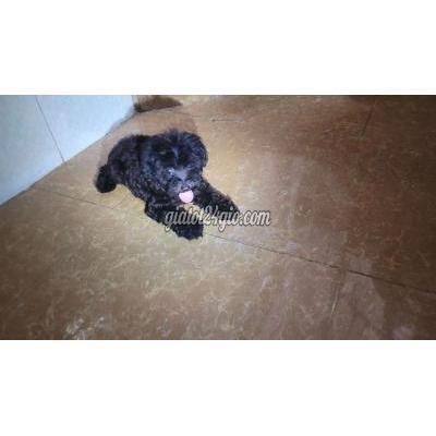 chó huyện bình chánh - hồ chí minh chó poodle thuần chủng 3 cái đen thui.