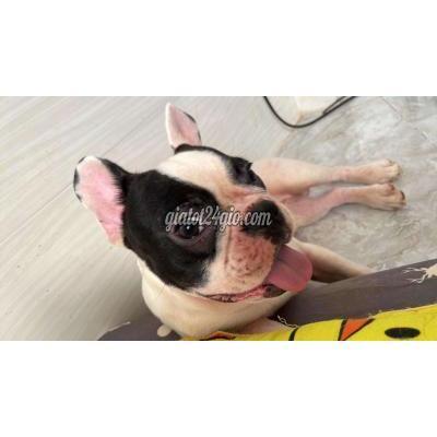 Chó Quận Tân Bình - Hồ Chí Minh Cần Tìm Nhà Mới, Bull Pháp Đực 13 Tháng Chó Quận Tân Bình - Hồ Chí Minh Cần Tìm Nhà Mới, Bull Pháp Đực 13 Tháng