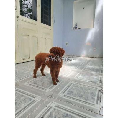 chó huyện củ chi - hồ chí minh | bán cái tơ ...