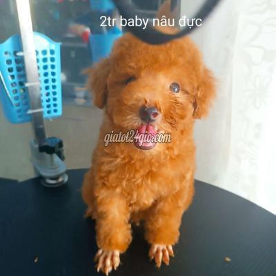Chó Thành Phố Thủ Đức - Hồ Chí Minh Thanh Lý Poodle Chó Thành Phố Thủ Đức - Hồ Chí Minh Thanh Lý Poodle