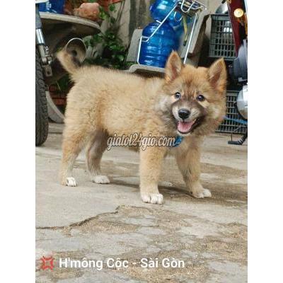 Chó Quận Gò Vấp - Hồ Chí Minh Chó Hmong Cộc Đuôi Thỏ Chó Quận Gò Vấp - Hồ Chí Minh Chó Hmong Cộc Đuôi Thỏ