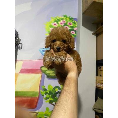 Chó Quận Gò Vấp - Hồ Chí Minh Poodle Nhà Đẻ Chân Lùn Chó Quận Gò Vấp - Hồ Chí Minh Poodle Nhà Đẻ Chân Lùn