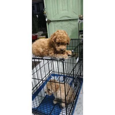 chó quận 12 - hồ chí minh | chó popodli de ...