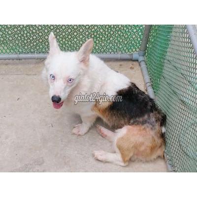 Chó Quận Bình Tân - Hồ Chí Minh Chó Corgi Cái Đã Sinh Sản.hiền Chó Quận Bình Tân - Hồ Chí Minh Chó Corgi Cái Đã Sinh Sản.hiền
